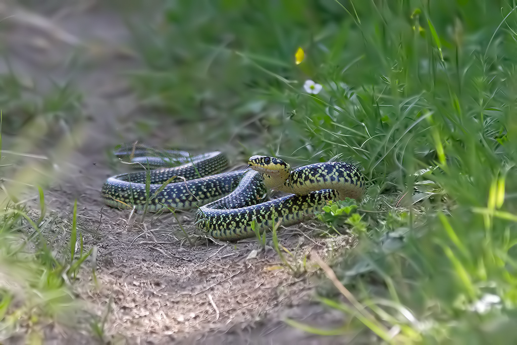 Hierophis viridiflavus